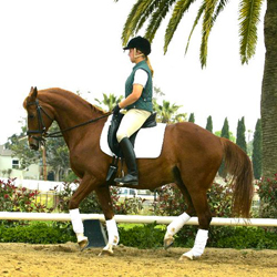 clinics with Blazick Dressage
