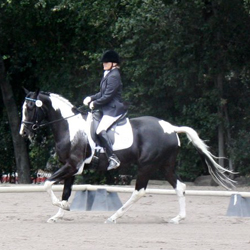 the students of Blazick Dressage